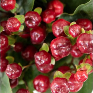 Dark Red Hypericum Berries