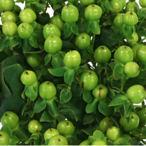 Green Hypericum Berries