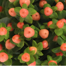 Peach Hypericum Berries