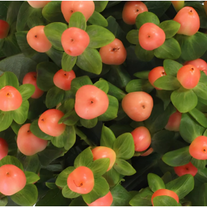 Peach Hypericum Berries