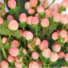 Pink Hypericum Berries