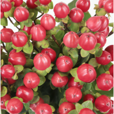 Red Hypericum Berries