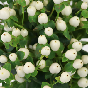 White Hypericum Berries