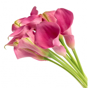 Hot Pink Mini Calla