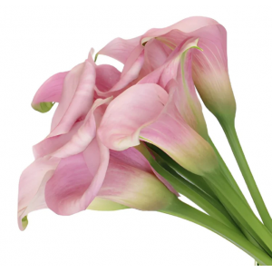 Light Pink Mini Calla