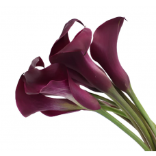 Purple Mini Calla