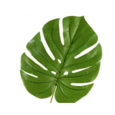Monstera Leaf
