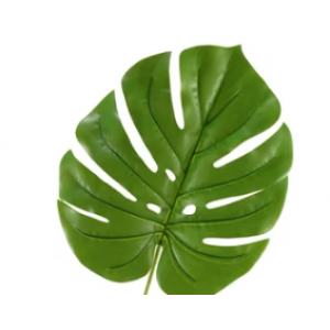 Monstera Leaf