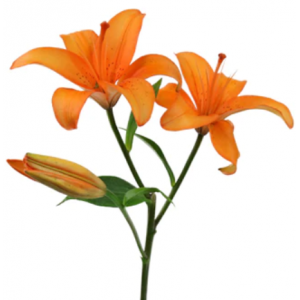 Orange Asiatic Lily