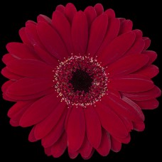 Burgundy Mini Gerbera