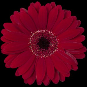 Burgundy Mini Gerbera