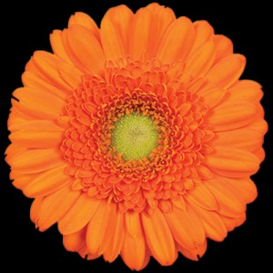 Orange Mini Gerbera