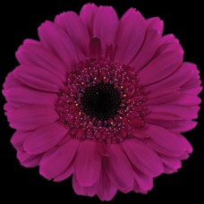 Purple Mini Gerbera