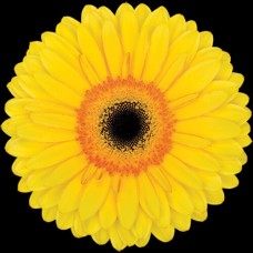 Yellow Mini Gerbera