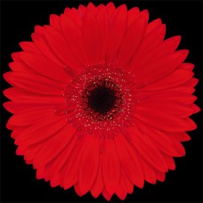 Red Mini Gerbera