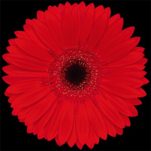 Red Mini Gerbera