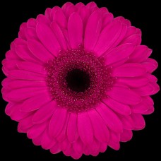 Purple Gerbera