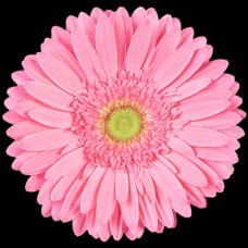 Light Pink Gerbera