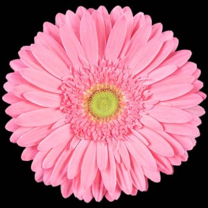 Light Pink Gerbera