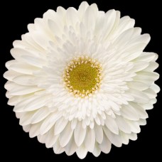 White Gerbera