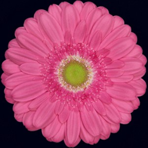 Hot Pink Gerbera