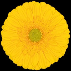 Yellow Gerbera