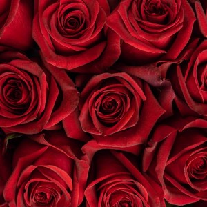 Red Roses