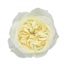 White Garden Rose