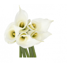 White Calla Lily