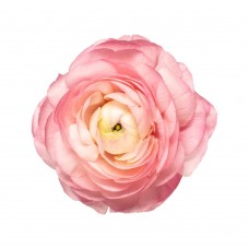 Ranunculus Pink