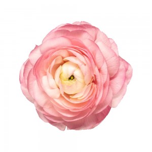 Ranunculus Pink
