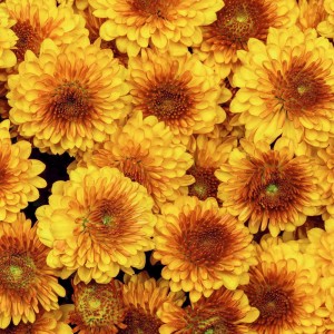 Bronze Chrysanthemum Spray