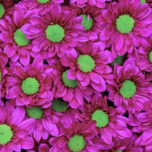 Purple Chrysanthemum Spray Daisy