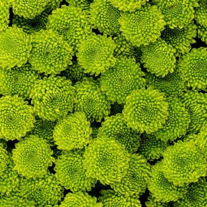 Green Chrysanthemum Spray Button