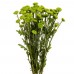 Green Chrysanthemum Spray Button