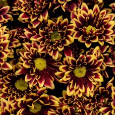 Red and Yellow Chrysanthemum Spray