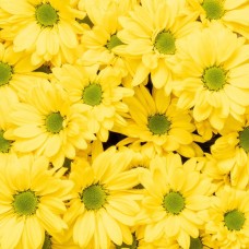 Yellow Chrysanthemum Spray Daisy
