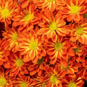 Fall Chrysanthemum