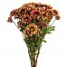 Red and Yellow Chrysanthemum Spray