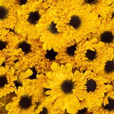 Viking Yellow Chrysanthemum Daisy