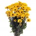 Viking Yellow Chrysanthemum Daisy
