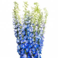Blue Delphinium