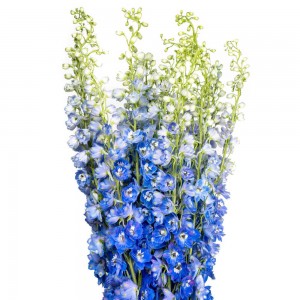 Blue Delphinium