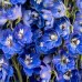 Blue Delphinium
