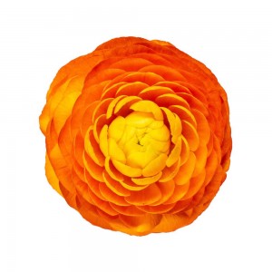 Orange Ranunculus