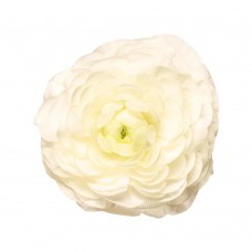 Ranunculus White