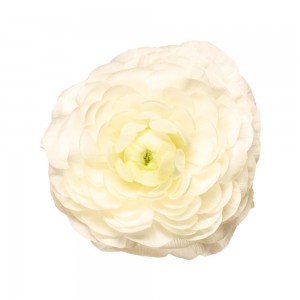 Ranunculus White