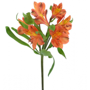 Orange Alstroemeria