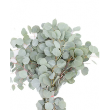 Silver Dollar Eucalyptus 