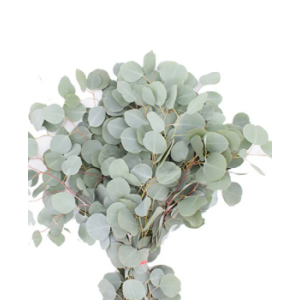 Silver Dollar Eucalyptus 